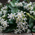 Confederate Star Jasmine Plant – Trachelospermum jasminoides Live Starter | 3–10 Inches Tall | Fragrant Climbing Vine | Bare Root