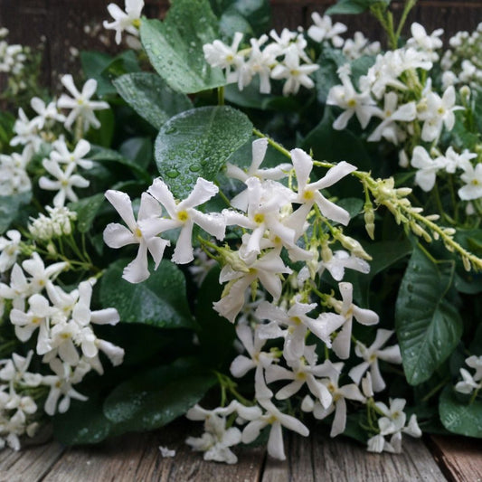 Confederate Star Jasmine Plant – Trachelospermum jasminoides Live Starter | 3–10 Inches Tall | Fragrant Climbing Vine | Bare Root