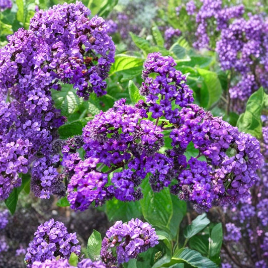 2 Heliotrope Fragrant Delight Live Plants | 4–6 Inch Starter Plants | Purple Fragrant Flowers | Heliotropium arborescens | Ships Without Pots | Garden & Patio Plant