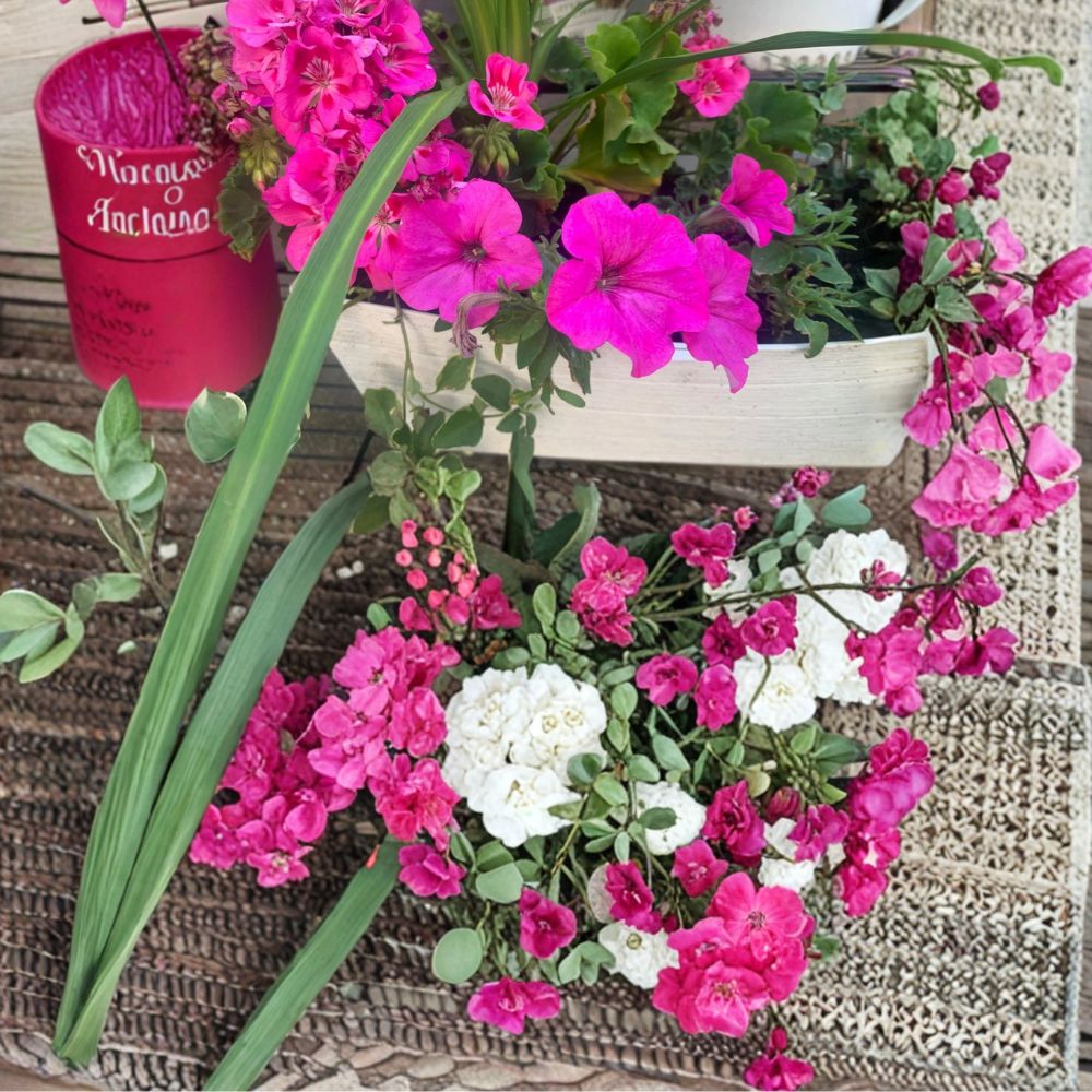 Rooted Pink Geranium & Petunia Plants – Live Flowering Plants | Rooted in 6 Inch Pot or Basket | Bright Pink & Purple Blooms | Balcony & Patio Friendly | Easy to Grow