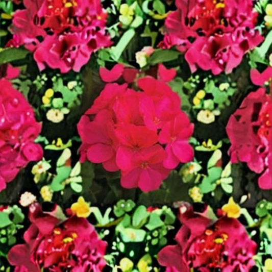 Multibloom Violet Geranium Seeds – 100 Pelargonium Seeds | Violet Flowering Garden Geranium