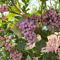 Reliance Seedless Grape Plant – Vitis labrusca Live Bare Root | Cold Hardy Red Table Grape | Sweet Juicy Fruit Vine | 无核寒香蜜葡萄苗