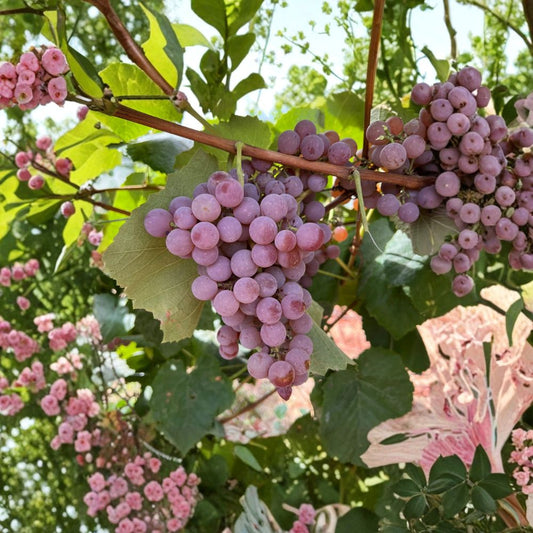 Reliance Seedless Grape Plant – Vitis labrusca Live Bare Root | Cold Hardy Red Table Grape | Sweet Juicy Fruit Vine | 无核寒香蜜葡萄苗