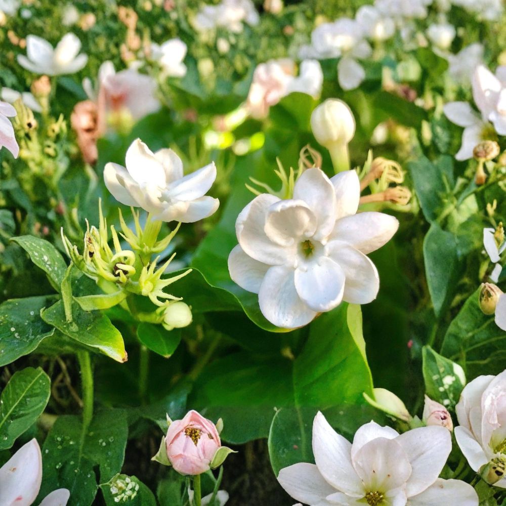 Arabian Jasmine – Jasminum sambac ‘Maid of Orleans’ Live Plant | Quart Pot (4 Inch) | Fragrant White Blooms | Indoor & Outdoor Friendly | Tropical Favorite
