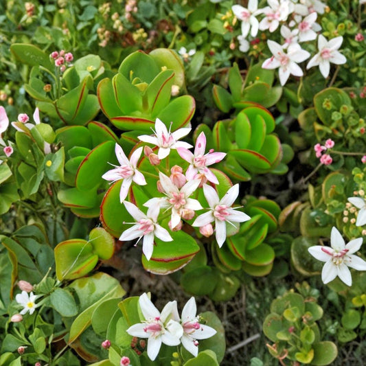 Jade Plant – Crassula ovata Live Succulent | Fully Rooted in 2-Inch Pot | Easy Care Indoor Houseplant