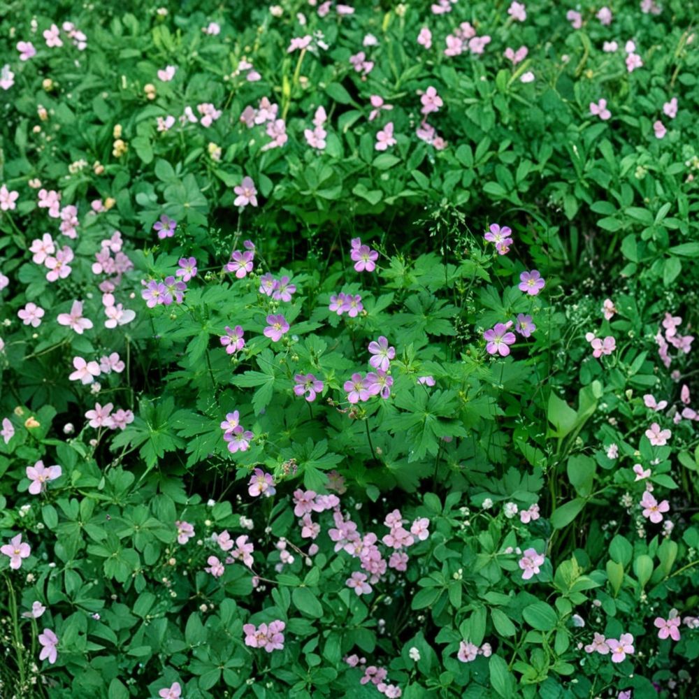 Wild Geranium Roots – 15 Cranesbill Geranium maculatum Plants | Native Woodland Perennial Flowers