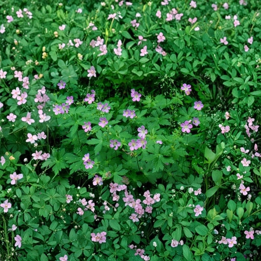 Wild Geranium Roots – 15 Cranesbill Geranium maculatum Plants | Native Woodland Perennial Flowers