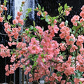 Pink Flowering Quince Tree – Cydonia Live Sapling Bare Root | Ornamental Fruit Tree | Early Blooming Garden Plant | Edible Fruit Producer | Low Chill Variety