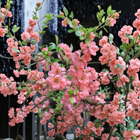 Pink Flowering Quince Tree – Cydonia Live Sapling Bare Root | Ornamental Fruit Tree | Early Blooming Garden Plant | Edible Fruit Producer | Low Chill Variety