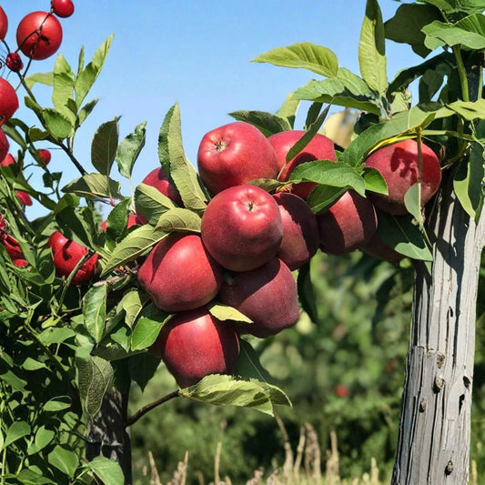Red Delicious Apple Tree – Malus domestica Bare Root | 32 Inches Tall | M7 Semi-Dwarf Rootstock | Starking Delicious Apple | Classic Sweet Fruit Tree