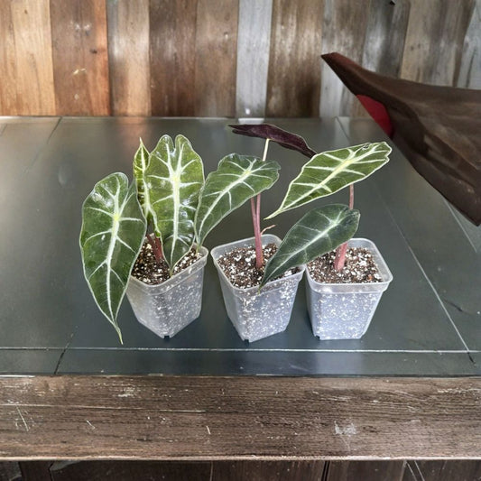 Alocasia Amazonica Polly Live Plant – Fully Rooted | 3 Inch Pot | African Mask Houseplant | 2+ Leaves | Tropical Aroid