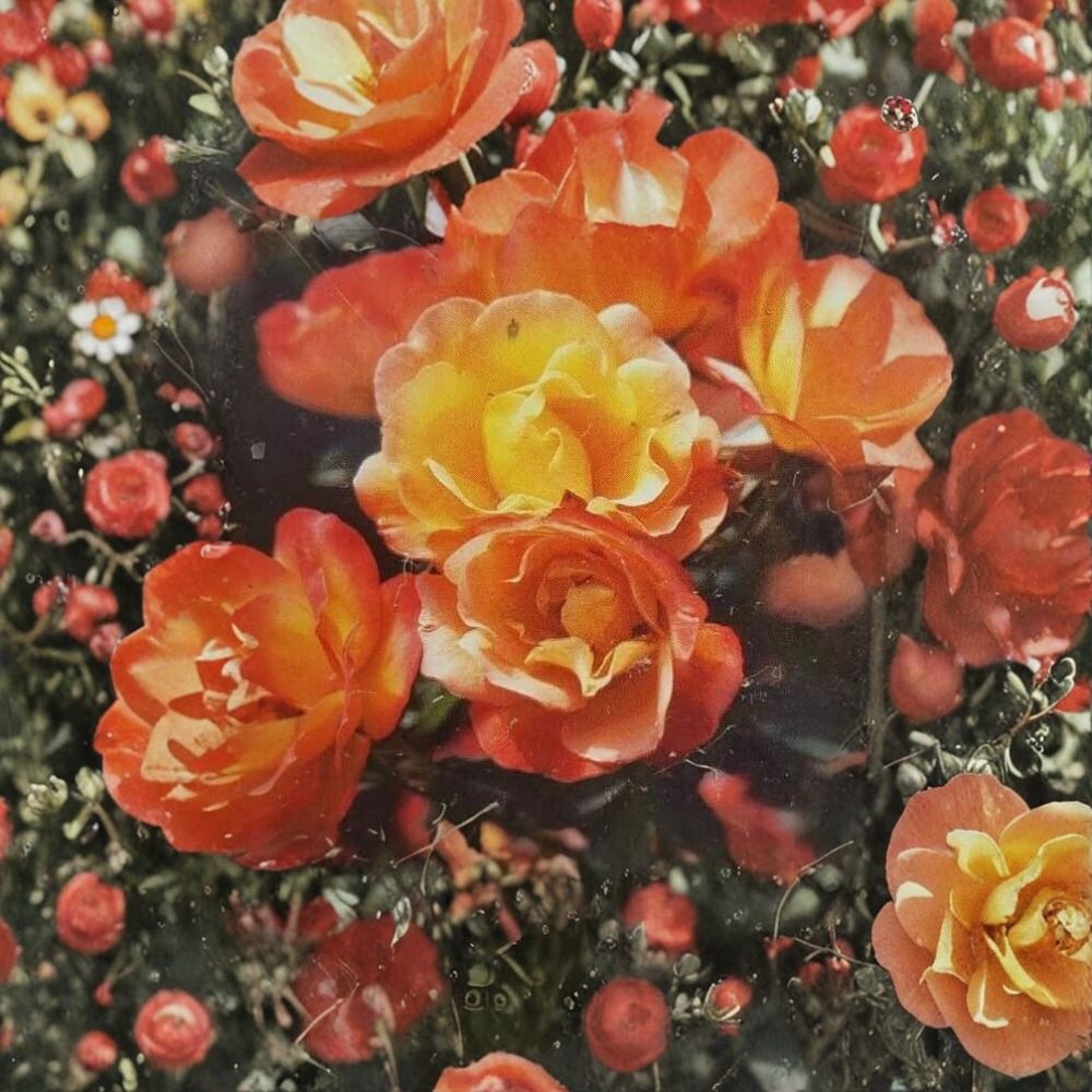 Climbing Piñata Rose – Rosa Hybrid Live Plant | 2 Gallon Size | Yellow Vermilion Climbing Rose | Includes Root-Wrapped Plant | Trellis & Arbor Friendly | Easy to Grow