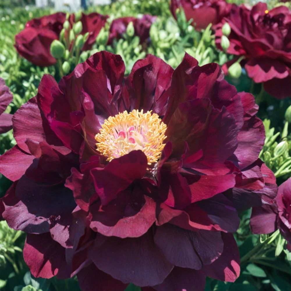 Black Beauty Peony – Live Bare Root Plant | 2–3 Eye Division | Deep Red Flowering Perennial | Fragrant Garden Favorite
