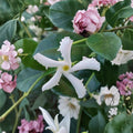 Confederate Star Jasmine – Trachelospermum jasminoides Live Plant | 6 Inch Pot | Extremely Fragrant Evergreen Vine | Patio & Garden