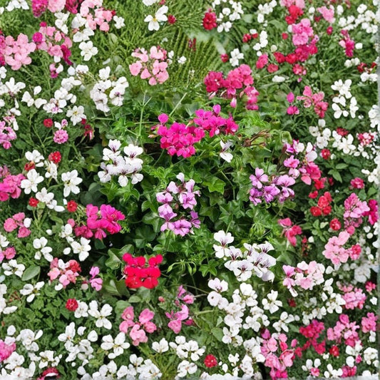 Geranium Reach Out Mix – Ivy Geranium Seeds | 100 Seeds | Cascading Mixed Color Blooms | Basket & Patio Friendly | Tough Easy to Grow Variety