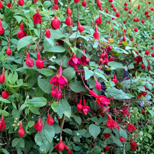 Live Marinka Fuchsia Plant – Fuchsia Hybrid | 5" Nursery Pot | Red Pendulous Flowers | Trailing Ornamental Plant | Hanging Basket Flower
