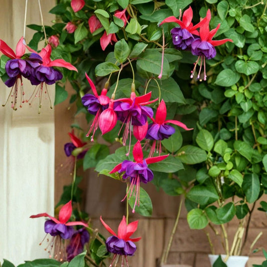 Voodoo Fuchsia Live Plant – 6 Inch Pot | Fuchsia Hybrid | Flowering Ornamental Plant | Cascading Fuchsia | Patio & Hanging Basket Friendly | Shade Garden