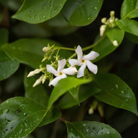 Star Jasmine Cuttings – Trachelospermum jasminoides 7 Pack | 6 Inch Unrooted Vine Cuttings | Fragrant White Flower Climber | Propagation Starter