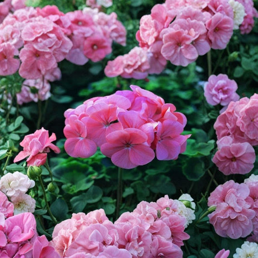 Saturn Deep Salmon Geranium Seeds – 15 Premium Pelargonium Seeds | Compact Flowering Garden Plant | Pots & Flower Beds