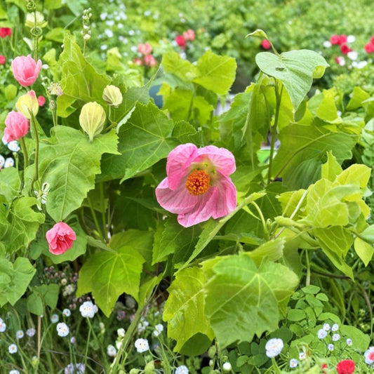 Abutilon Pink – Live Plant | 4–6 Inches Tall | Bell Hibiscus | Tropical Flowering Plant | Ships Without Pot | Patio & Indoor Garden