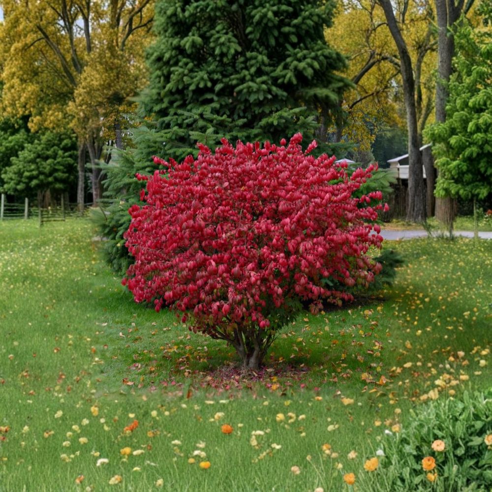 Dwarf Burning Bush – 5 Live Bare Root Plants | 6–12 Inches Tall | Vibrant Red Fall Foliage | Hardy Landscape Shrub