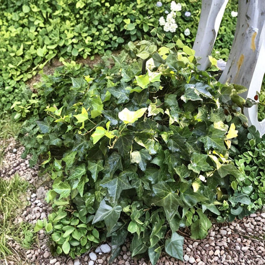 English Ivy – Hedera helix Live Bare Root Plants | Set of 10 Rooted Plants | 4–8 Inches Tall | Evergreen Ground Cover & Houseplant | Shade Loving