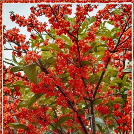 Beni Kin Mokusei Red Sweet Tea Olive – Osmanthus fragrans Rooted Starter Plant | Fragrant Evergreen Shrub