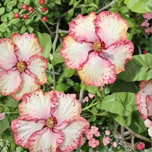 Hibiscus Cajun Color ‘Strawberry’ – Live Tropical Hibiscus Starter Plant | 2 Inch Cell | Colorful Blooms | Butterfly & Hummingbird Plant | Patio & Garden