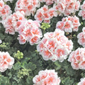 Pink White Geranium Seeds – Pelargonium Flower Seeds | 10 Seeds Included | Hanging Basket Blooms | Patio & Garden Friendly | Easy to Grow