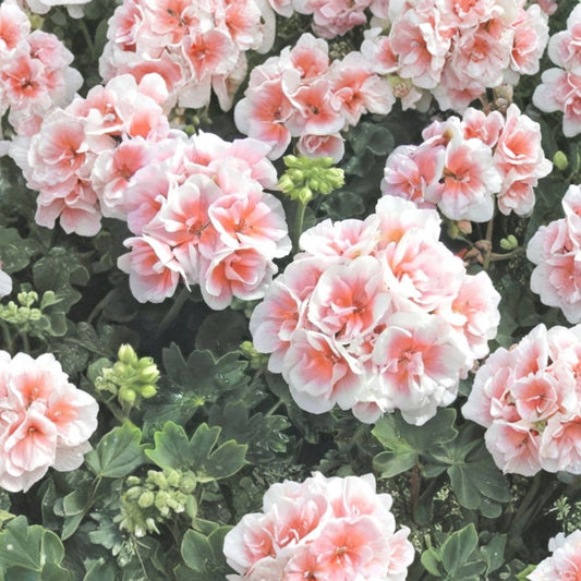 Pink White Geranium Seeds – Pelargonium Flower Seeds | 10 Seeds Included | Hanging Basket Blooms | Patio & Garden Friendly | Easy to Grow