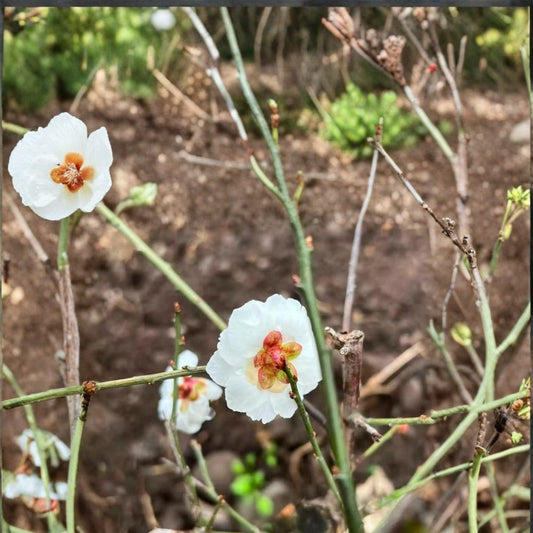 Yudie Ume Tree – Prunus mume Live Plant | Jade Butterfly White Double Blossoms | Fragrant Flowering Apricot | Elegant Ornamental Tree