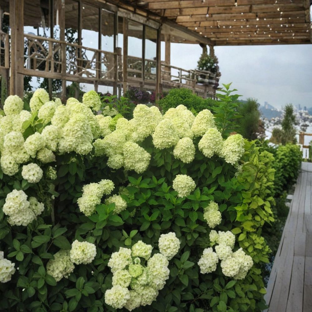 Limelight Panicle Hydrangea – Hydrangea paniculata Live Plant | 1 Quart Size | Ships in Fabric Grow Bag | Hardy Flowering Shrub | Easy to Grow