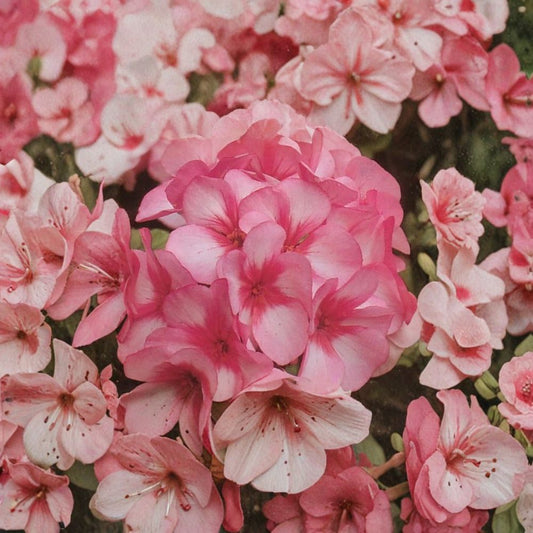 Maverick Star Geranium Seeds – 8 Annual Flower Seeds | Pink & White Bicolor Blooms | Patio & Container Garden Plant