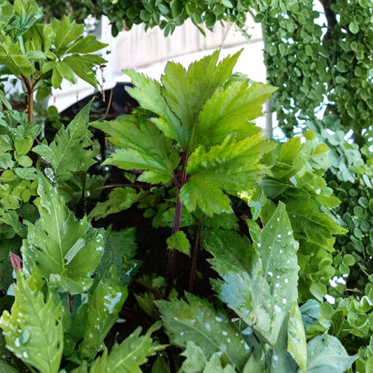 Ashitaba 'Tomorrow's Leaf' – Angelica keiskei Live Rooted Plant | Rare Japanese Superfood Herb | Red Stem Variety | Easy to Grow