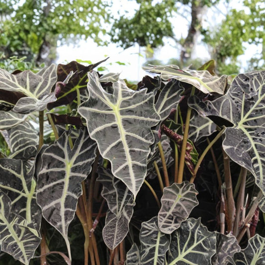 Live Alocasia Amazonia Plant – 2 Ft Tall | African Mask Plant | Tropical Elephant Ear | Dark Veined Foliage | Ships Without Pot