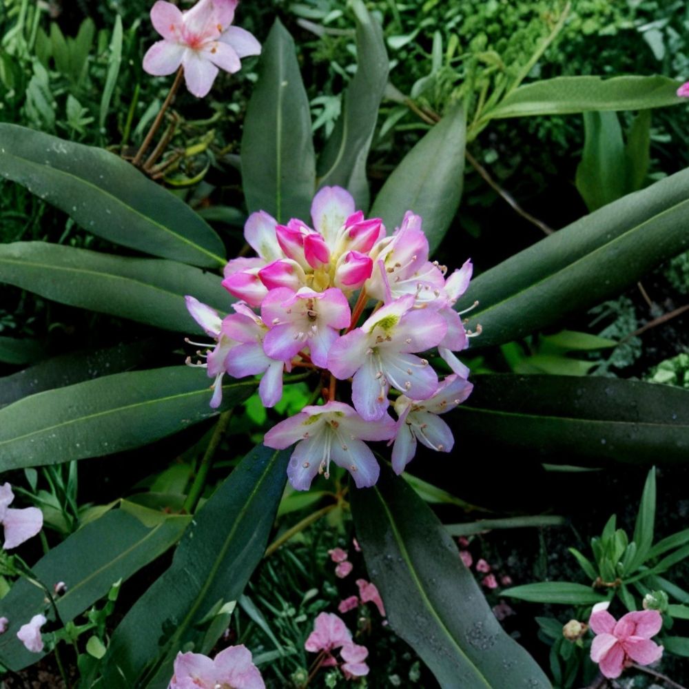 Great Laurel – Rhododendron maximum Live Bare Root Plant | Evergreen Native Shrub | Shade Loving Landscape Plant | Hardy Rhododendron
