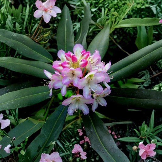 Great Laurel – Rhododendron maximum Live Bare Root Plant | Evergreen Native Shrub | Shade Loving Landscape Plant | Hardy Rhododendron