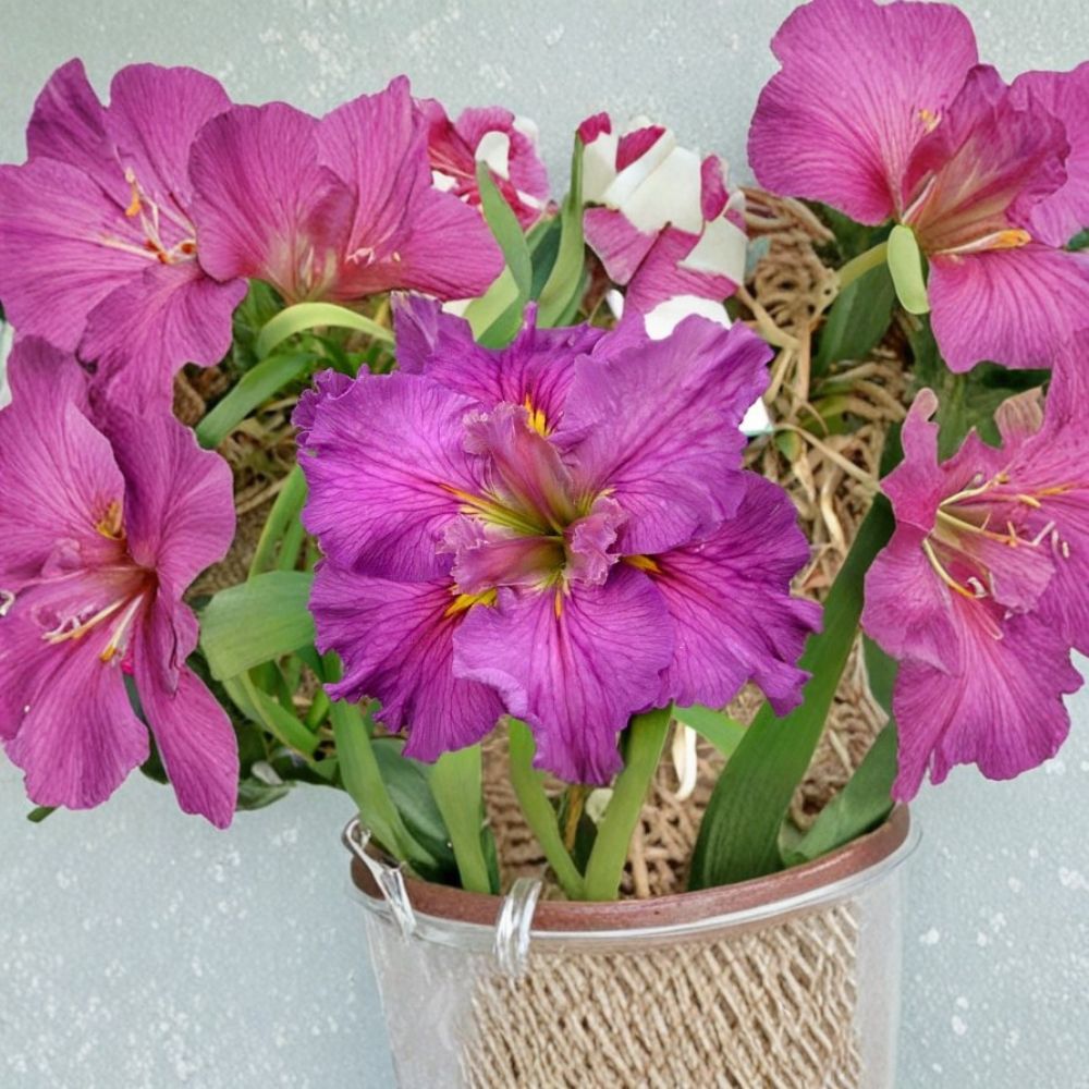 Louisiana Iris 'Cyclamint' – Iris Live Plants | Set of 3 Mature Fans | Bare Root | Pink Purple Blooming Perennial