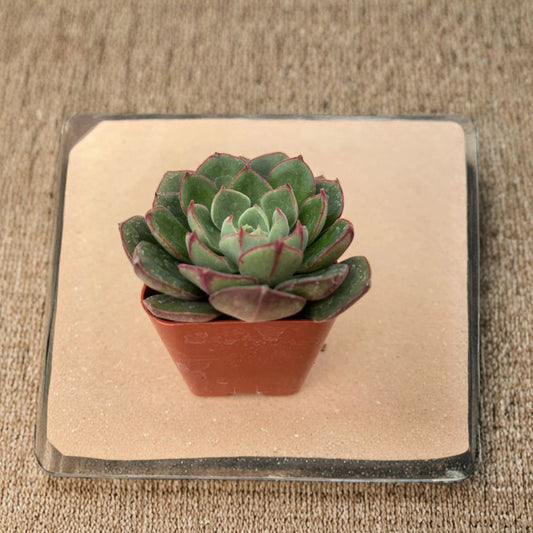 Echeveria ‘Joan Daniel’ – Live Succulent Plant | 2 Inch Pot | Fully Rooted | Pastel Rosette | Drought Tolerant | Indoor Decor