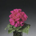 Ringo Violet Geranium Seeds – Pelargonium Flower Seeds | 15 Seeds Included | Early Blooming Variety | Patio & Window Box Friendly | Easy to Grow