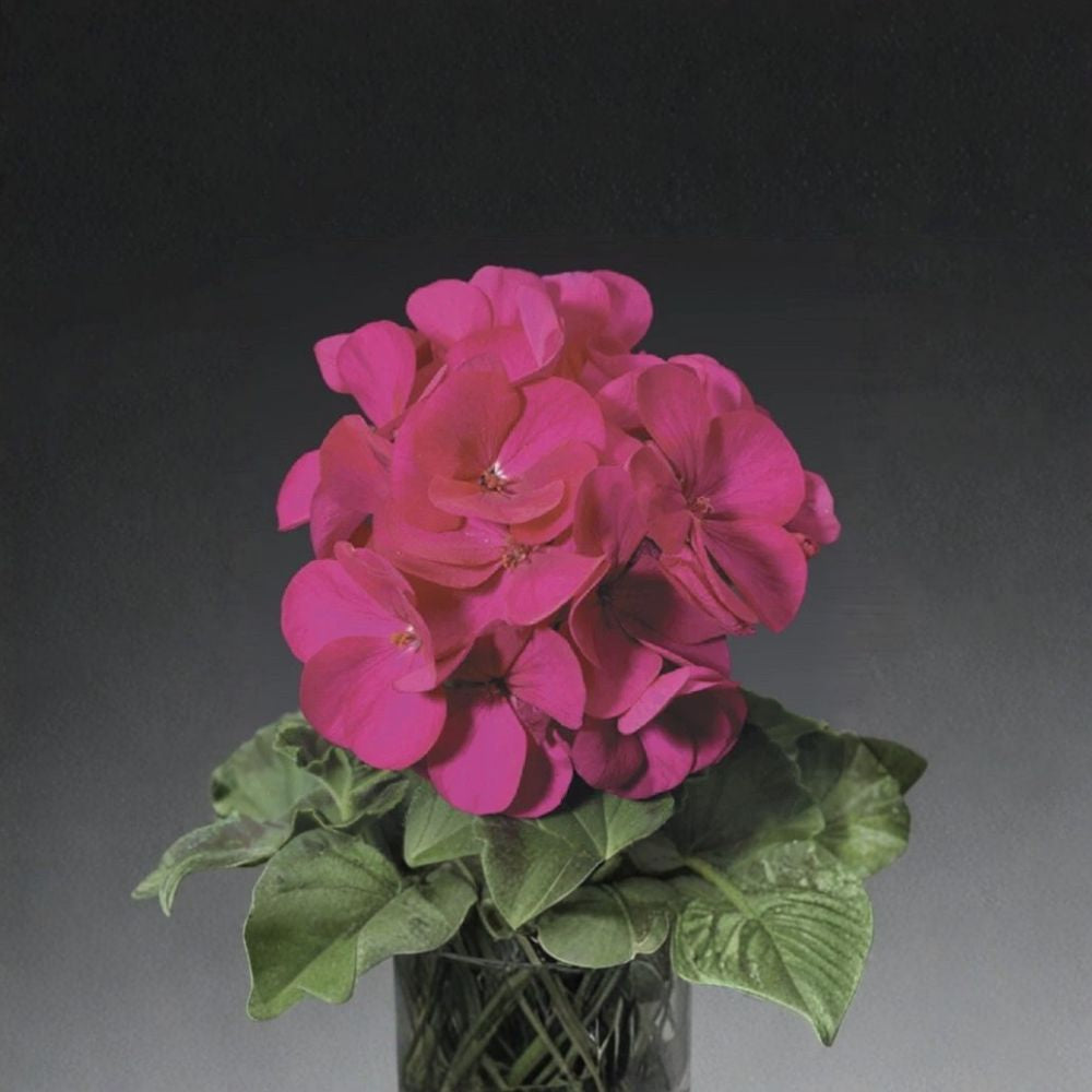 Ringo Violet Geranium Seeds – Pelargonium Flower Seeds | 15 Seeds Included | Early Blooming Variety | Patio & Window Box Friendly | Easy to Grow