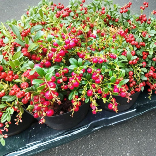 Set of 2 Lingonberry 'Red Candy' Live Plants – 5–8 Inches Tall | Vaccinium | Evergreen Edible Berry Plant | No Pot | Container & Ground Cover Friendly | Free Shipping