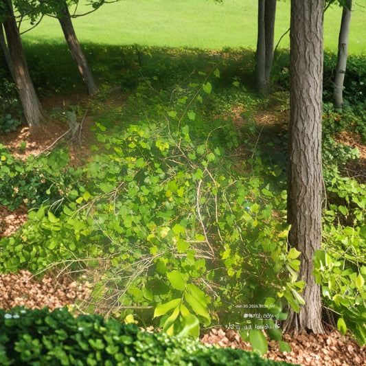 Muscadine Grape Vines – Set of 4 Live Yearling Bare Root Plants | Hardy Zones 6–11 | Edible Fruit Vine | Full Sun | Garden & Patio Friendly | Free Shipping