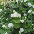 Arabian Jasmine Seeds – Jasminum sambac Pure White Flowers | 10 Seeds | Fragrant Indoor Outdoor Plant | Bonsai & Container Friendly