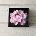 Geranium Maverick Appleblossom – Pelargonium Seeds | 1,000 Seeds | White & Pink Blooms | Robust Garden Geranium | Pot & Landscape Friendly | Easy to Grow