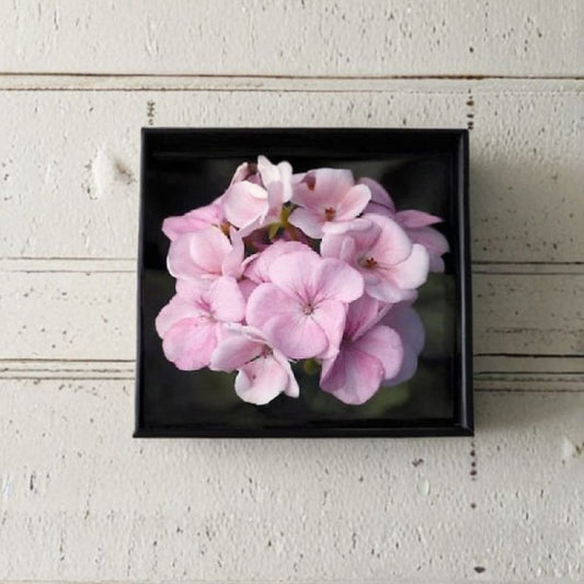Geranium Maverick Appleblossom – Pelargonium Seeds | 1,000 Seeds | White & Pink Blooms | Robust Garden Geranium | Pot & Landscape Friendly | Easy to Grow