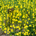 Winter Jasmine – Jasminum nudiflorum Live Plants | Set of 2 Bare Root 6–8 Inch | Yellow Winter Blooms | Cold Hardy Shrub