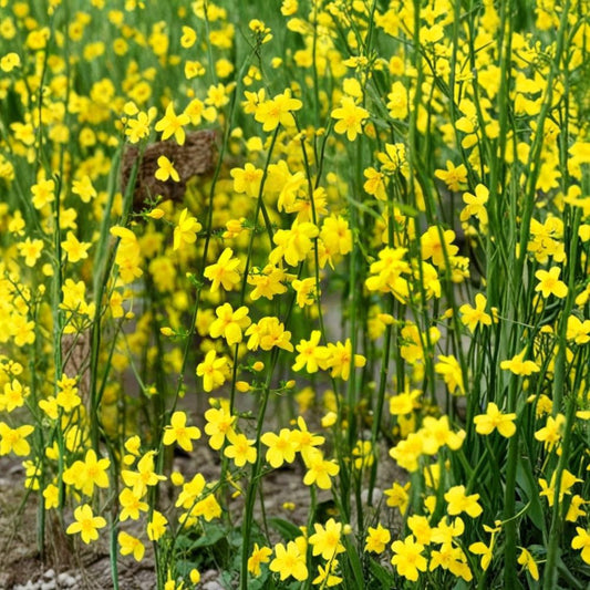 Winter Jasmine – Jasminum nudiflorum Live Plants | Set of 2 Bare Root 6–8 Inch | Yellow Winter Blooms | Cold Hardy Shrub