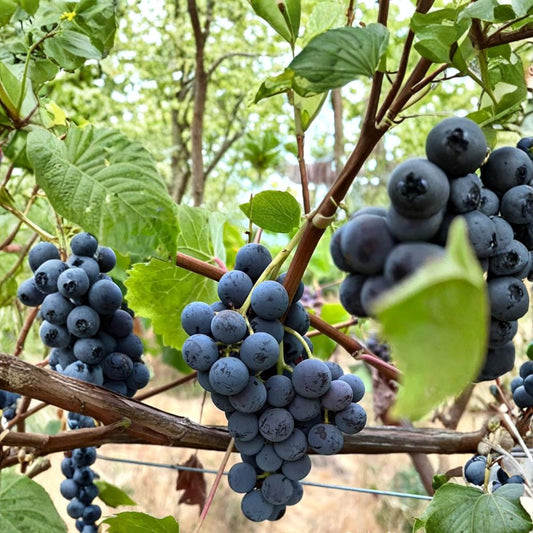Price Grape Cuttings – 5 Pack | Early Concord Type Sweet Grape | Vitis labrusca Propagation | Cold Hardy Table & Juice Grape | US Seller