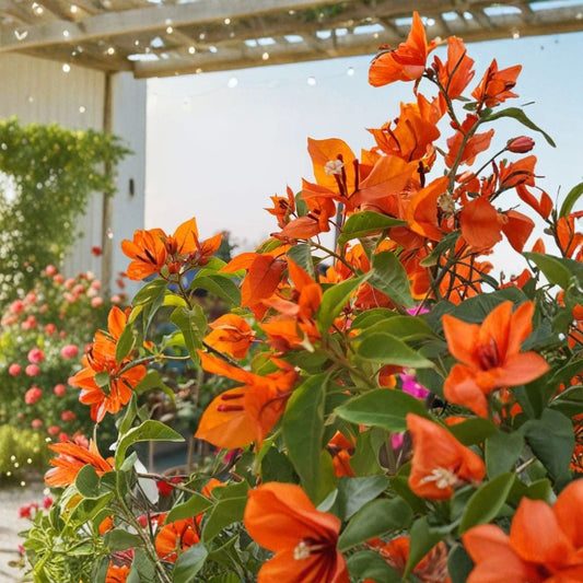 Fire Opal Bougainvillea Live Plants – 3 Pack | 4–6 Inches Tall | Rooted in Soil | No Pot | Red-Orange Flowering Vine | Tropical Plant